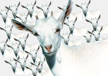 Goats...the currency of prika.